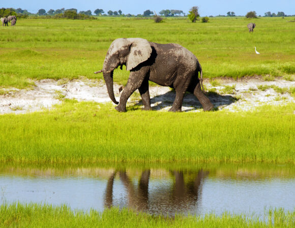 Elephant