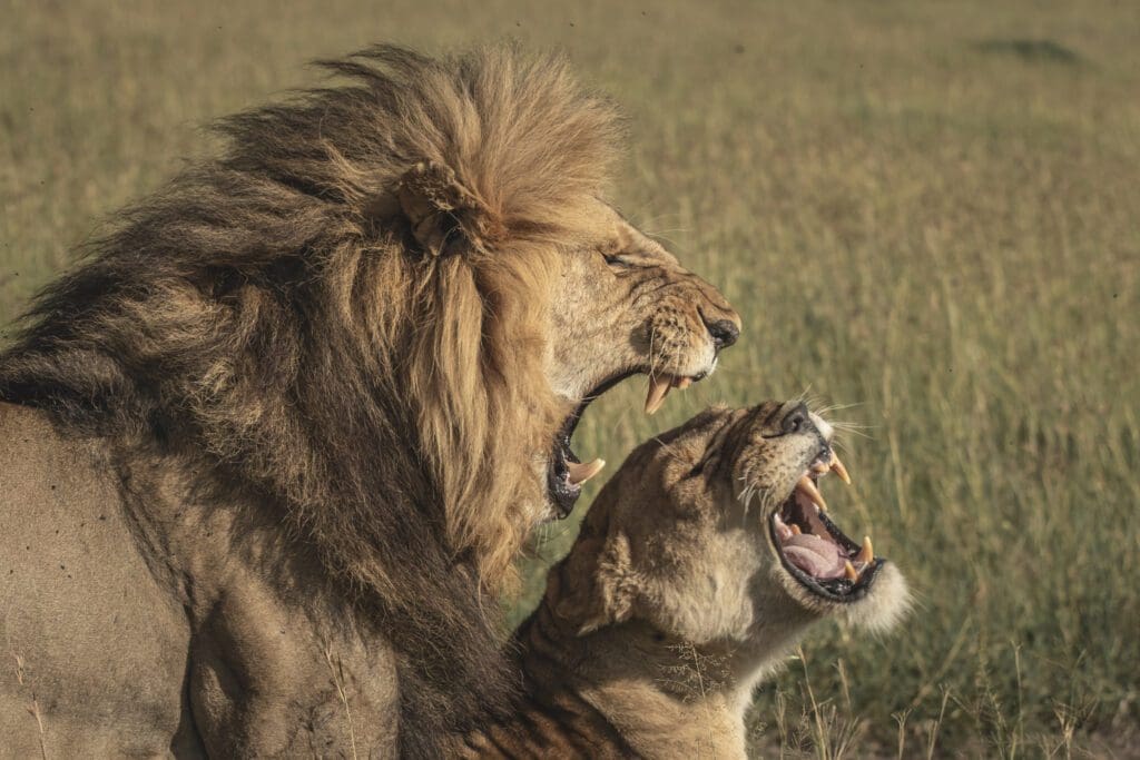 Tailor-made African journey