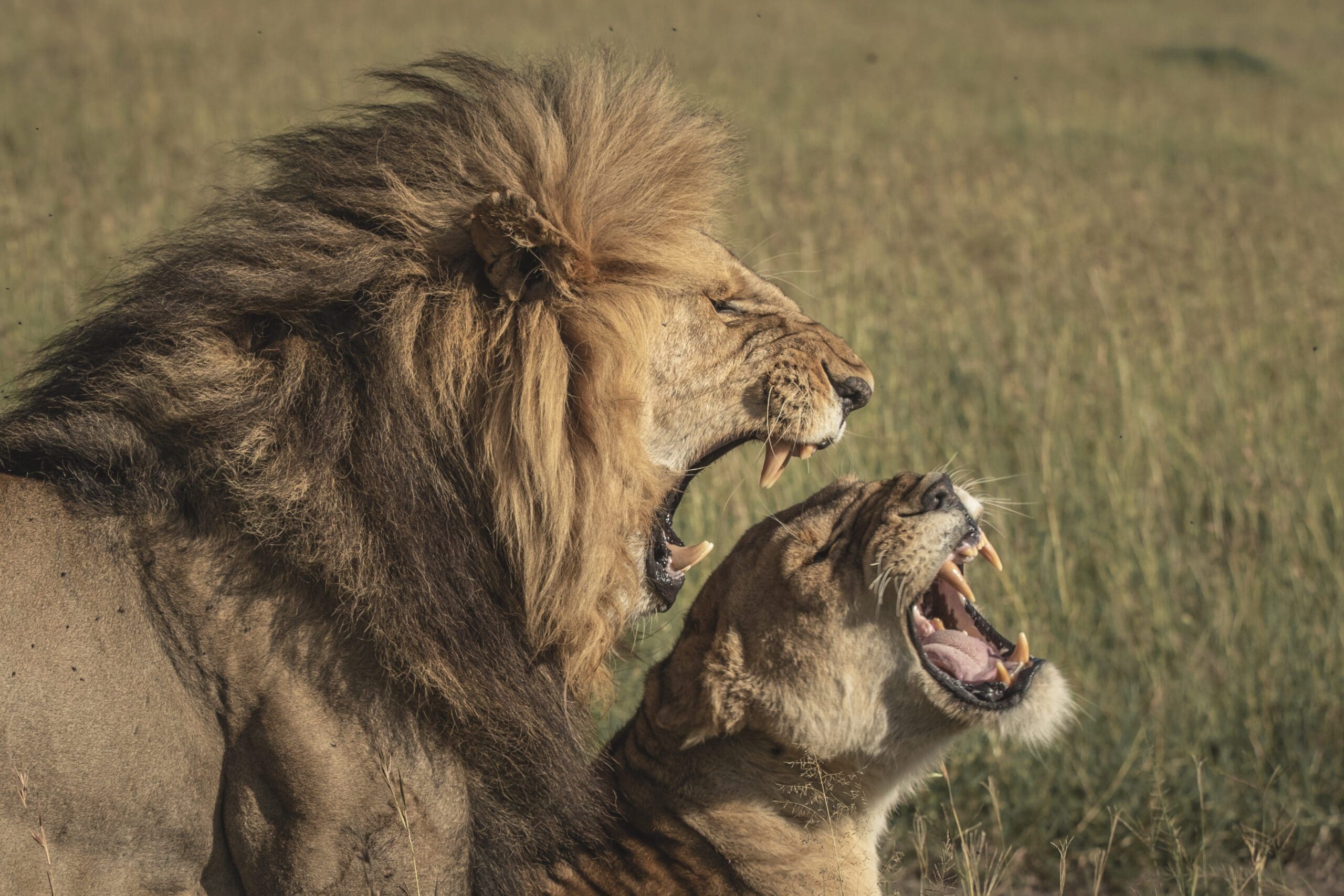 Tailor-made African journey