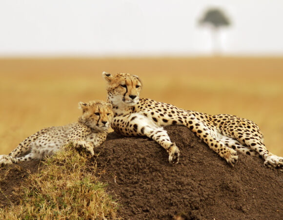 Cheetah