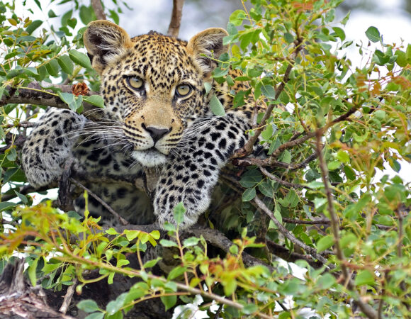 Kruger Indepth