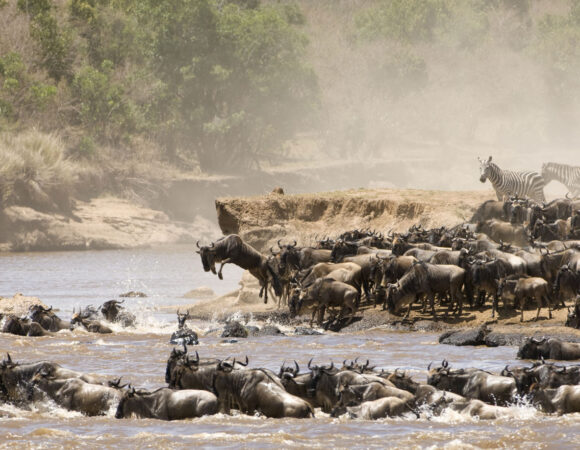 Migration