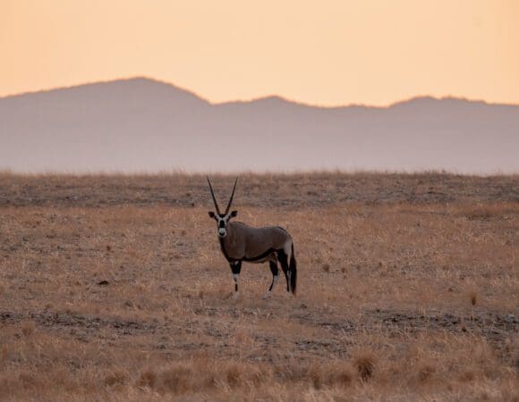 Best of Namibia Comfort - 2025