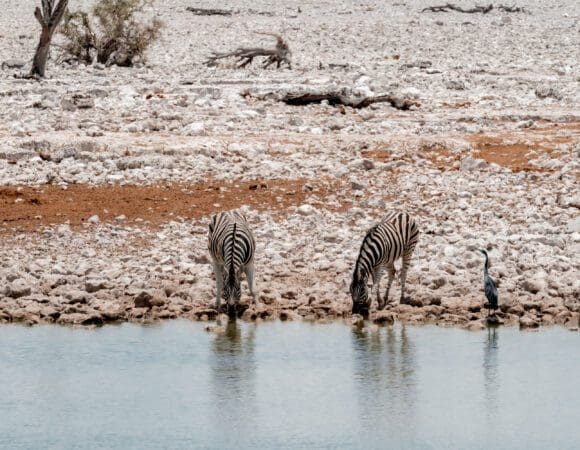 Zebras Drinking