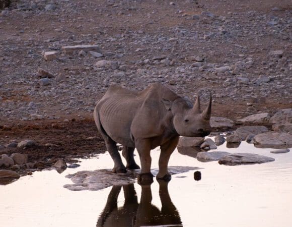 Windhoek to Nairobi