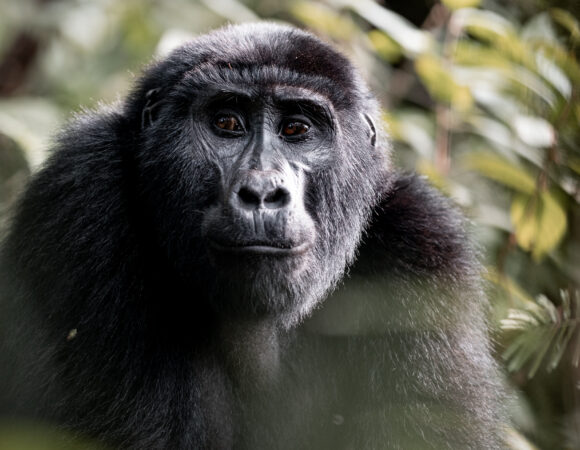 East Africa & Gorillas North - 2025