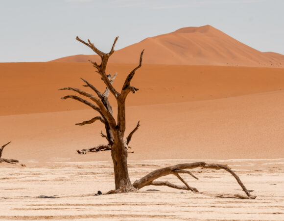 Namibian Explorer - 2026