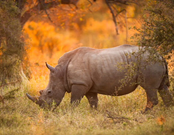 Rhino