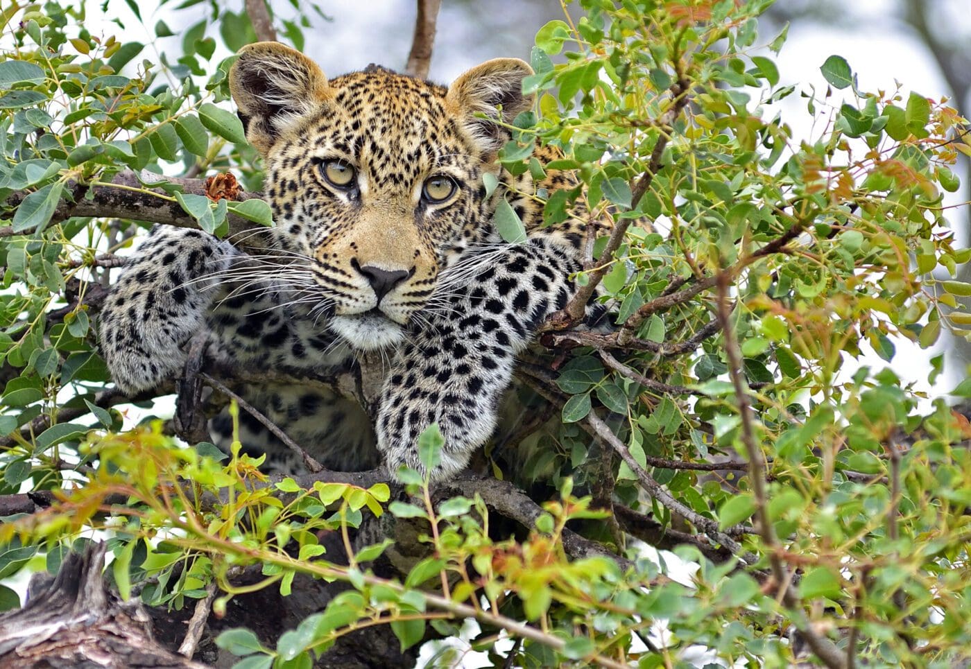 Kruger & Eswatini South - 2025