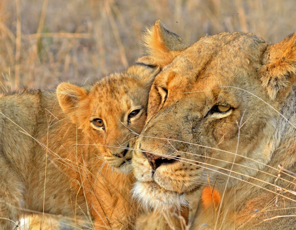 Lioness & Cub