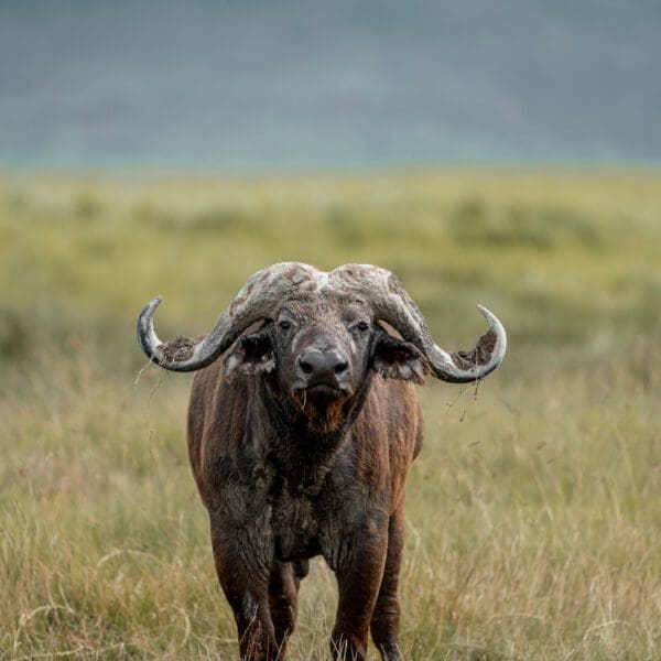 Buffalo, Serengeti