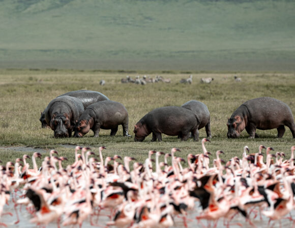 Ngorongoro Crater & Zanzibar South - 2025