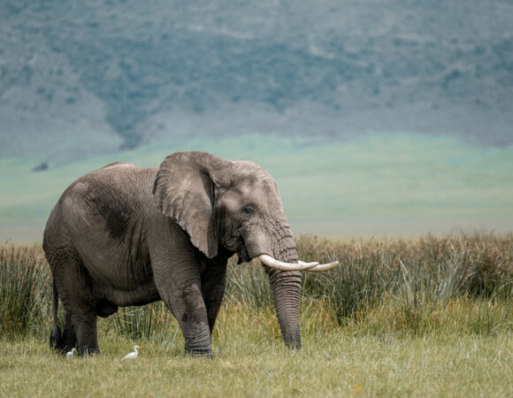 Victoria Falls to Nairobi - 2026
