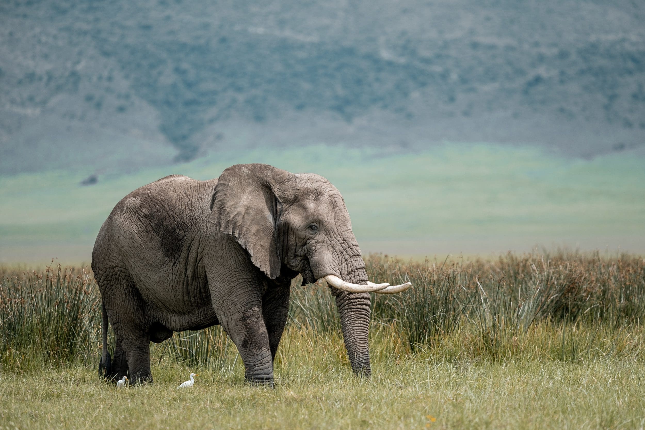 Victoria Falls to Nairobi - 2026