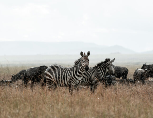Wildlife