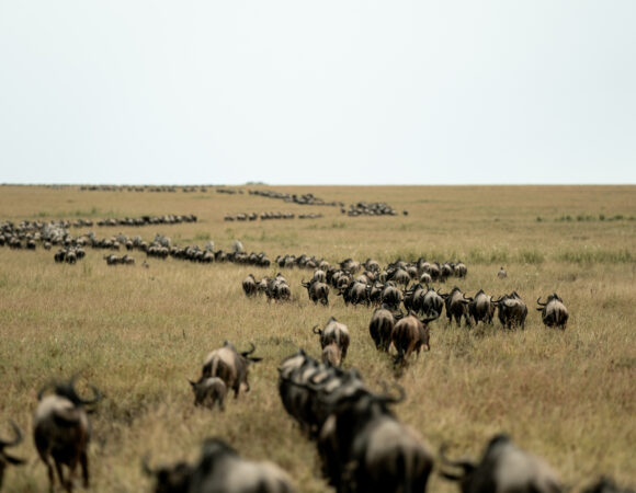 Wildebeest Migration