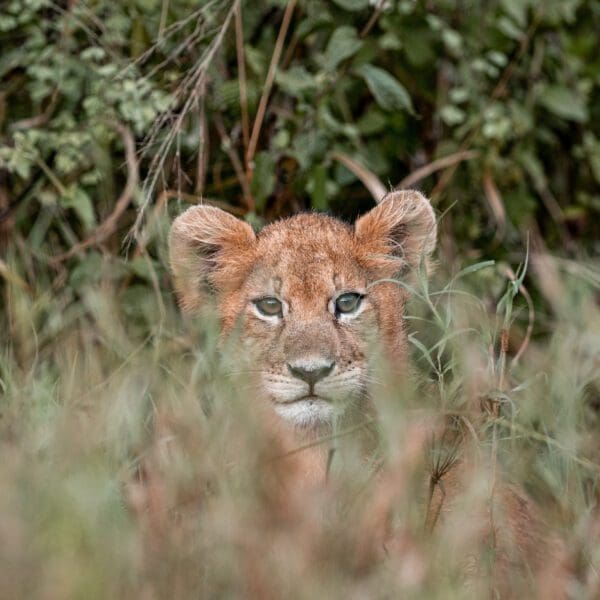 Northern Tanzania Discovery