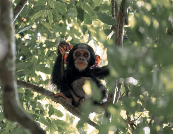 Young Chimp