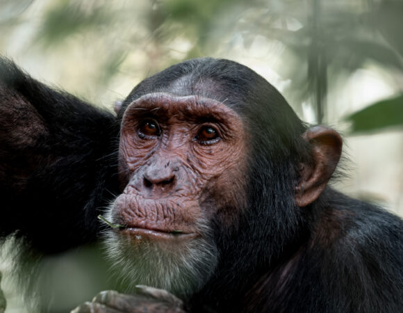 Chimpanzee