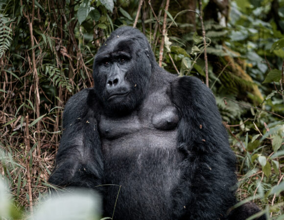 Gorilla Encounter - 2025