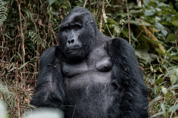 Gorilla Encounter - 2025