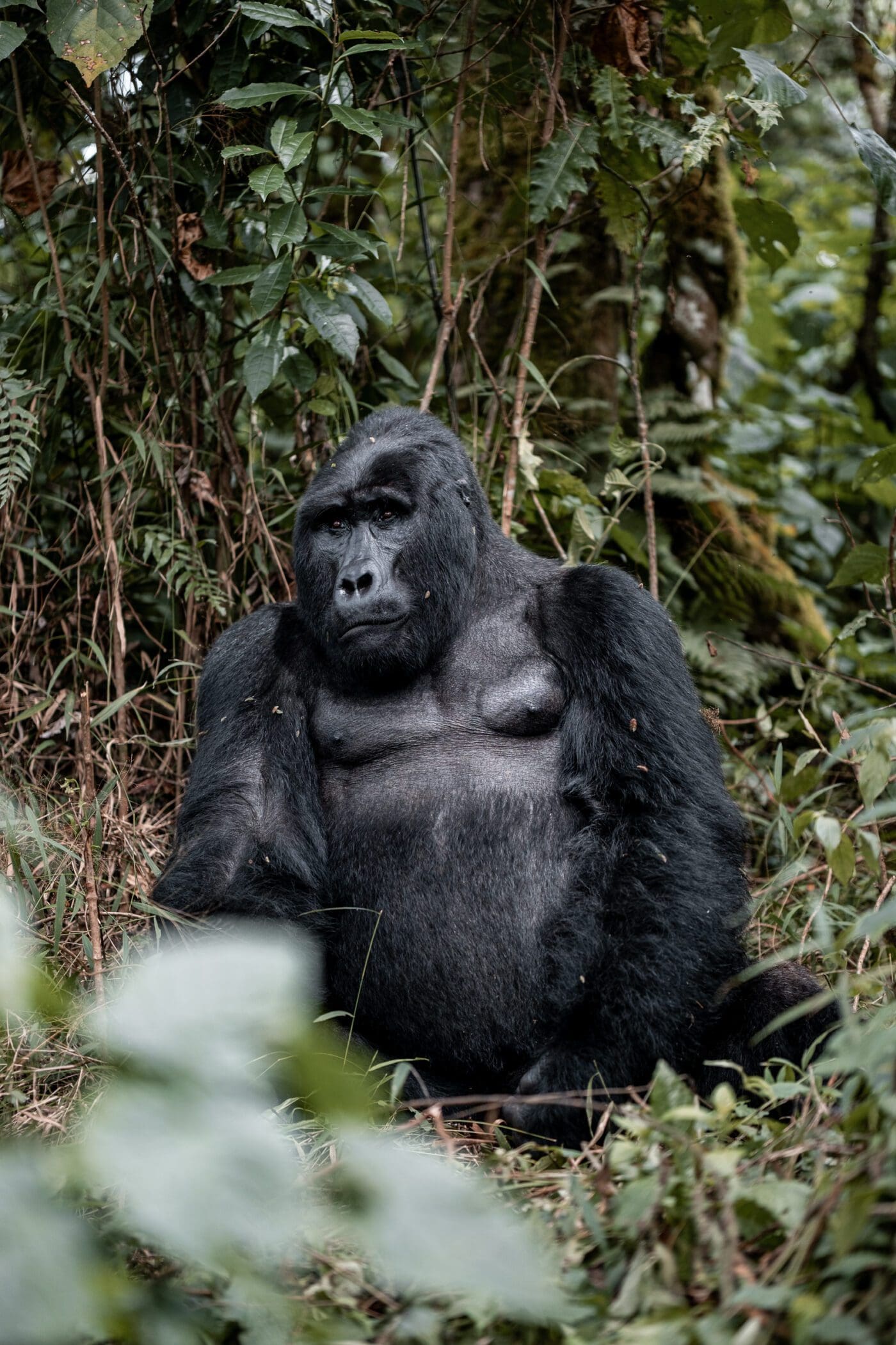 Gorilla Encounter - 2025