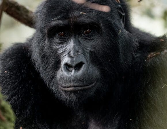 East Africa & Gorillas South - 2025