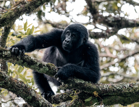 Gorilla Tree