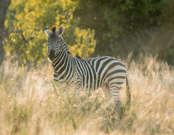 Desert & Delta North - 2025