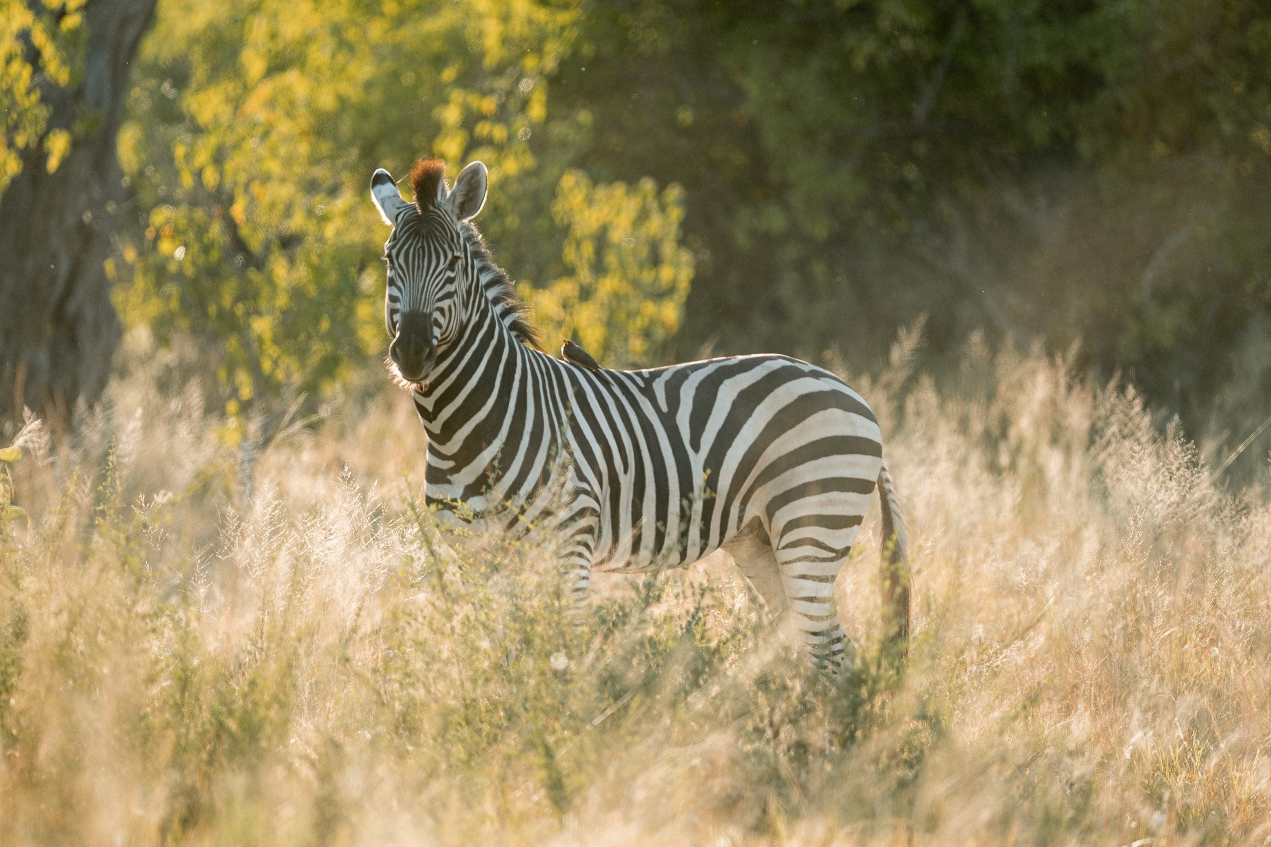 Desert & Delta North - 2025