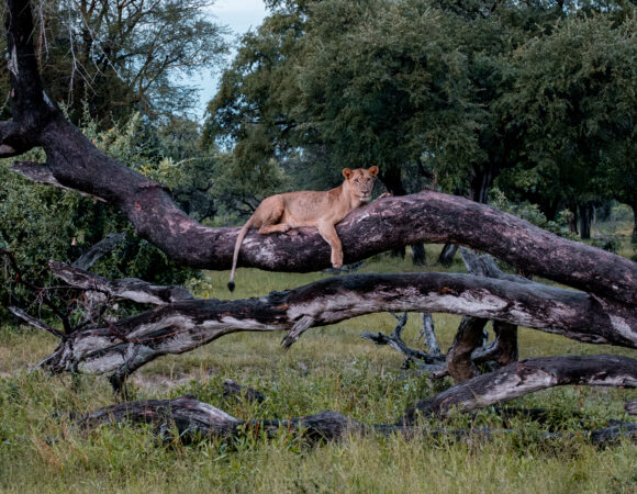 Lion