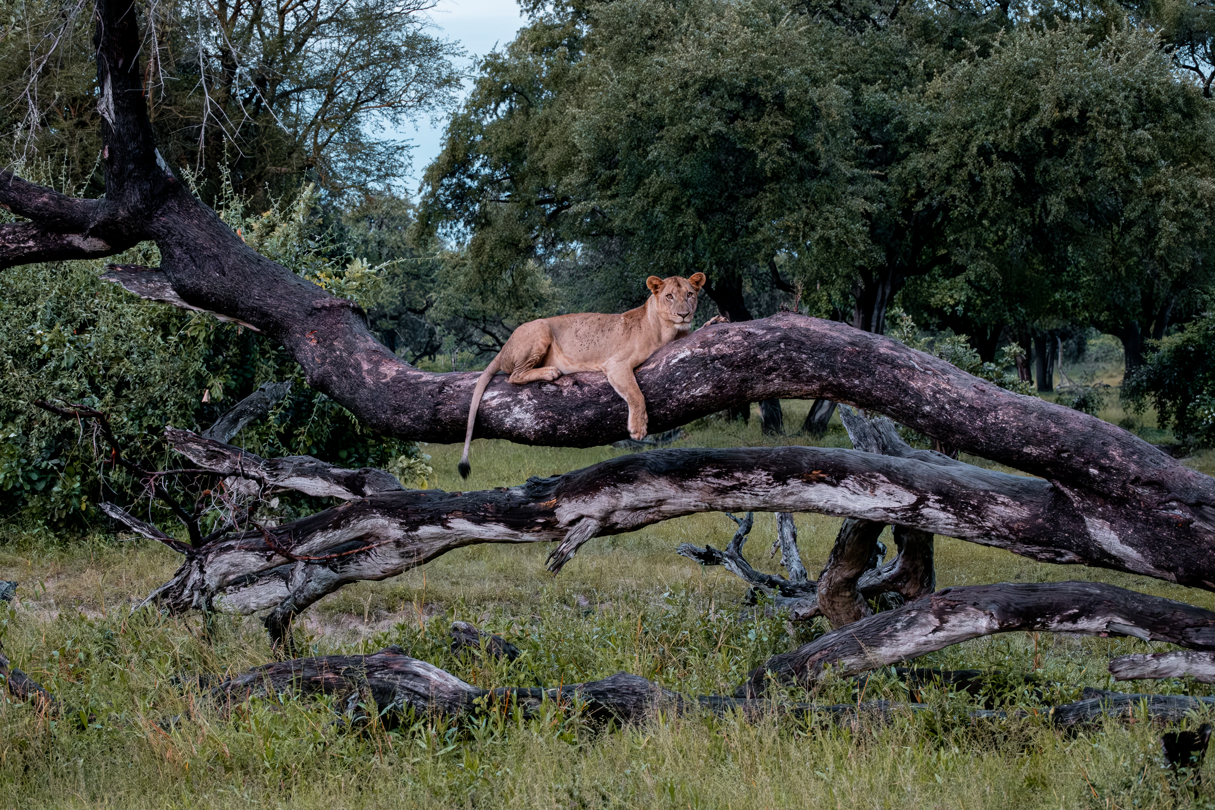 Zambia