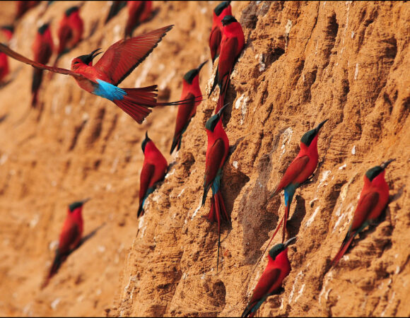 Carmine Bee-eaters