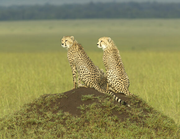 Discover Kenya - 2025
