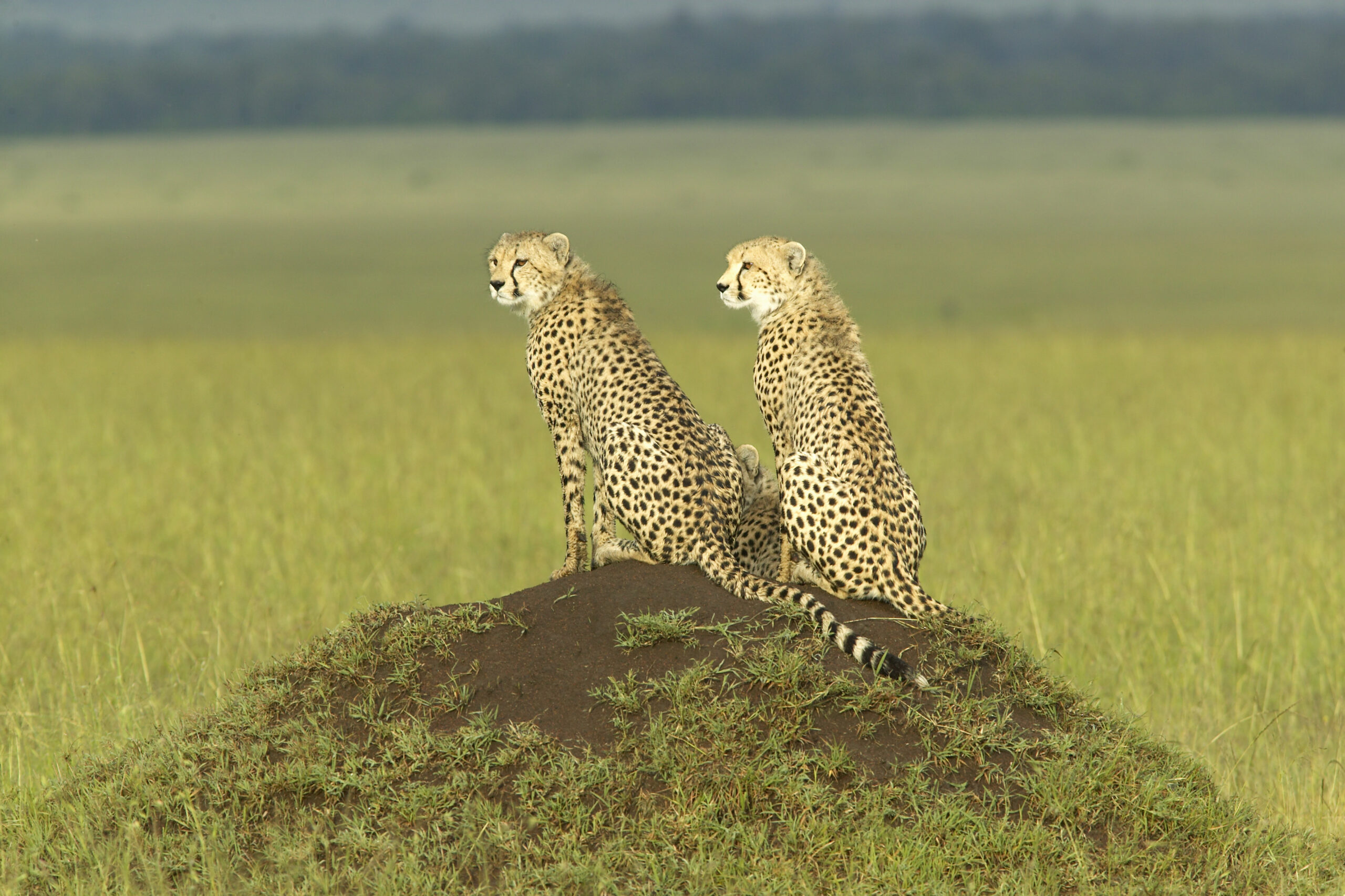 Discover Kenya - 2025