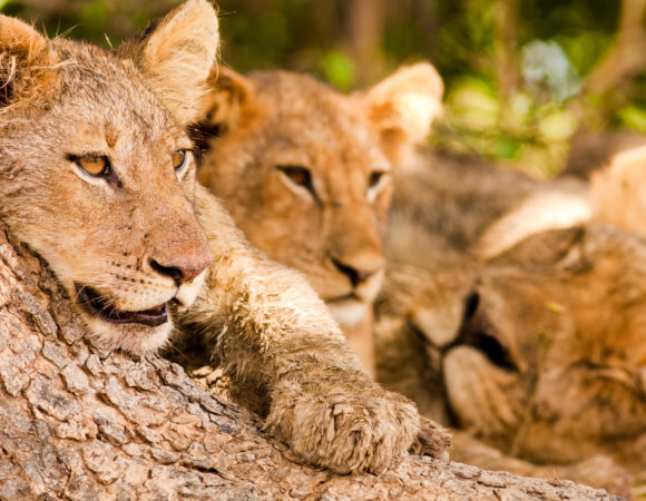 Best Of Africa South - 2025