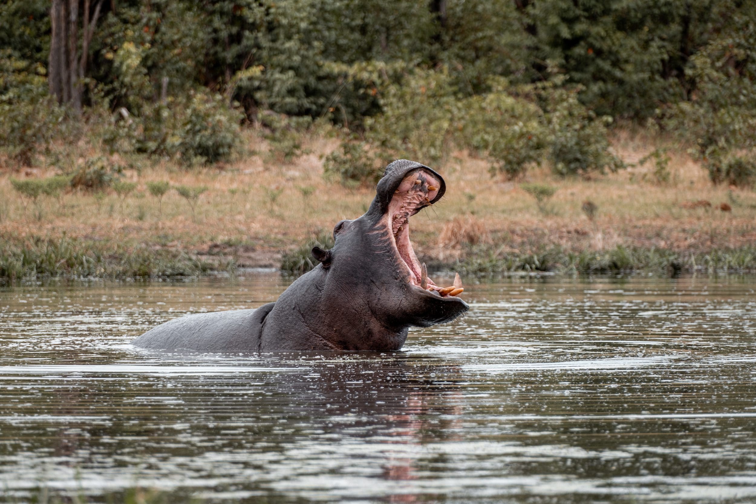 Delta, Chobe & Kruger - 2025