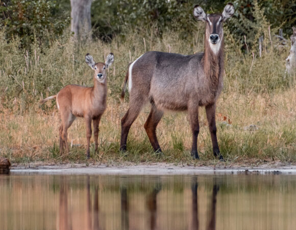 Delta & Chobe Trail North - 2026