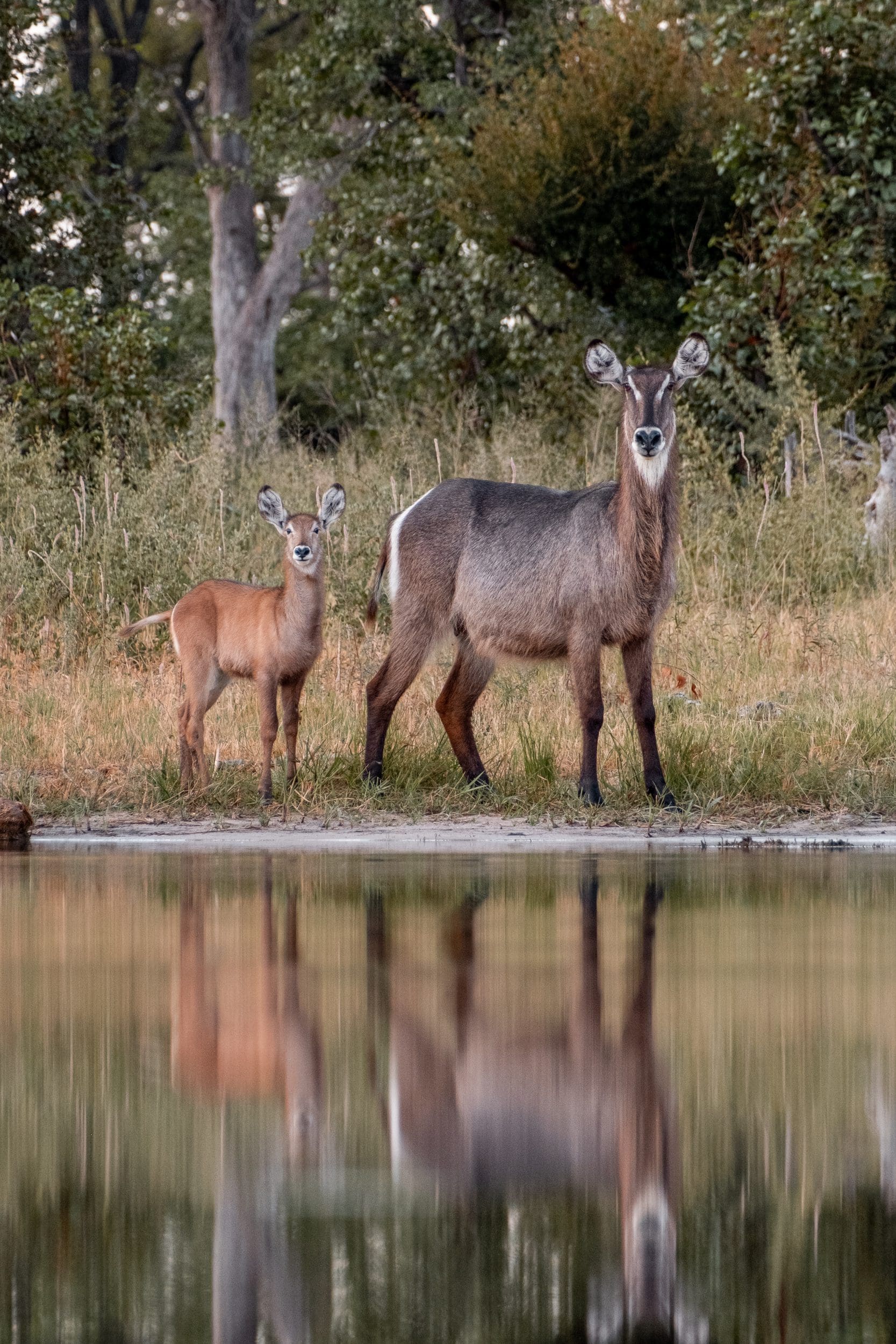 Delta & Chobe Trail North - 2026