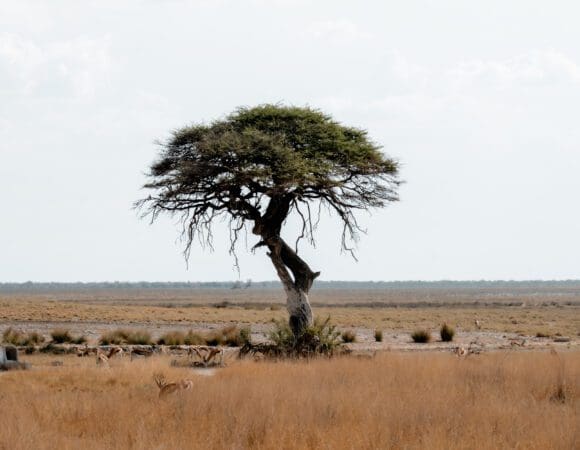 Etosha Plains