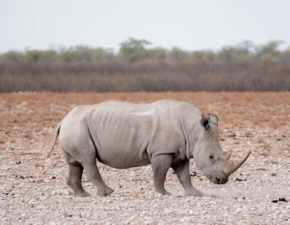 Rhino Salt Pan