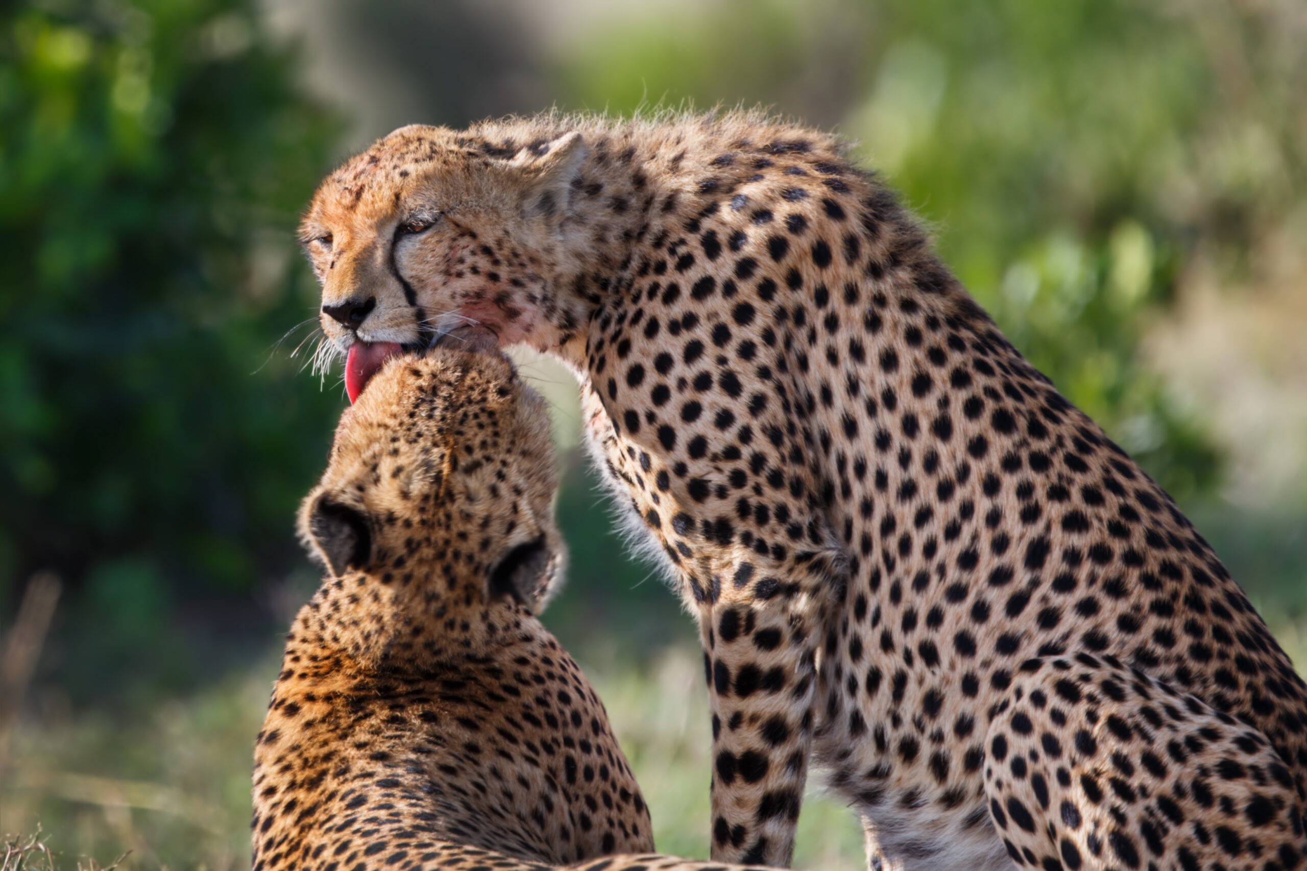 Kenya