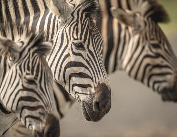 Waterfalls & Wildlife - 2025