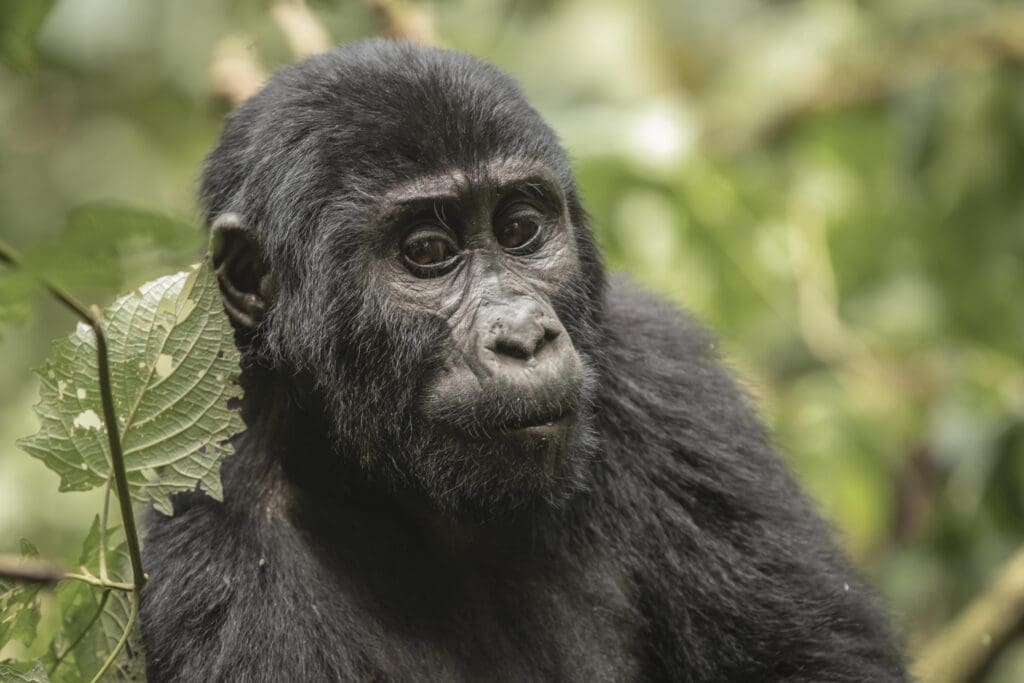 Uganda