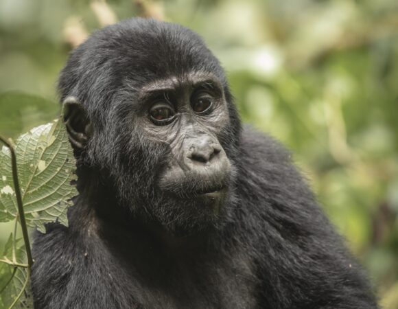 Gorilla