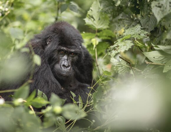 Masai Mara & Gorillas - 2026