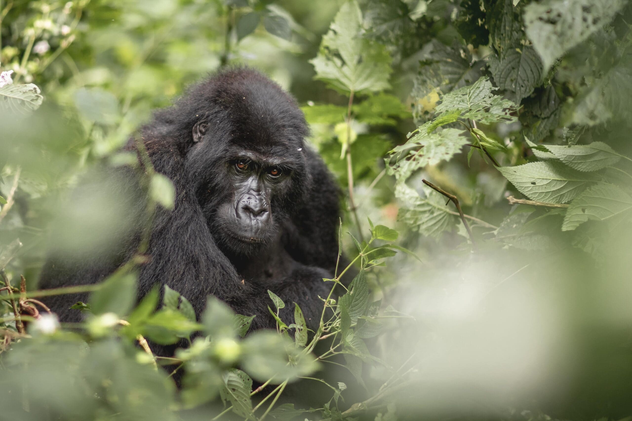 Masai Mara & Gorillas - 2026