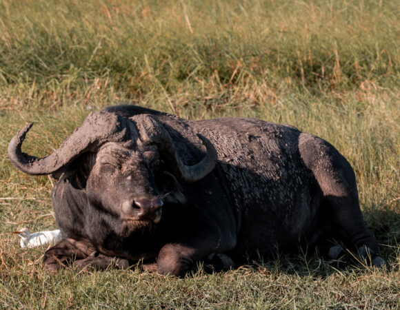 Buffalo