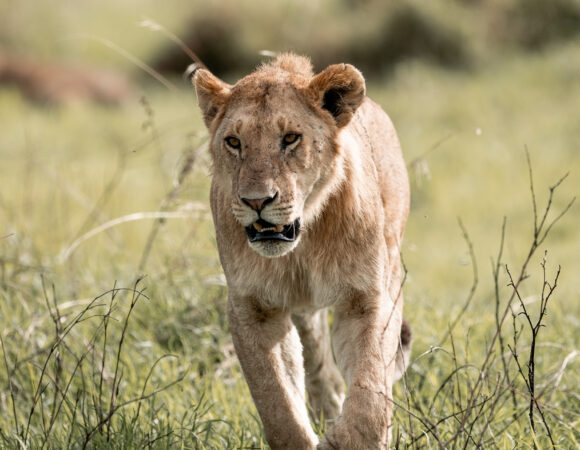 Lion