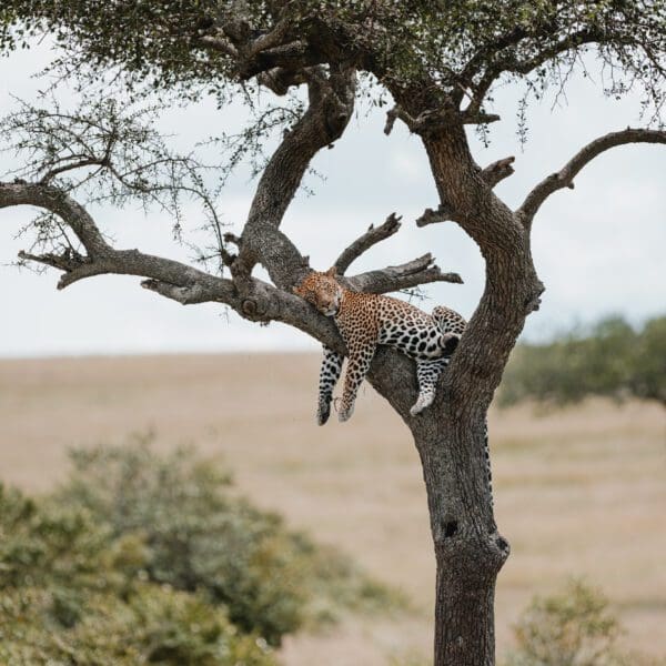 Leopard, Masai Mara